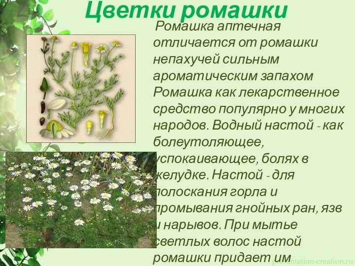 Цветки ромашки Ромашка аптечная отличается от ромашки непахучей сильным ароматическим запахом