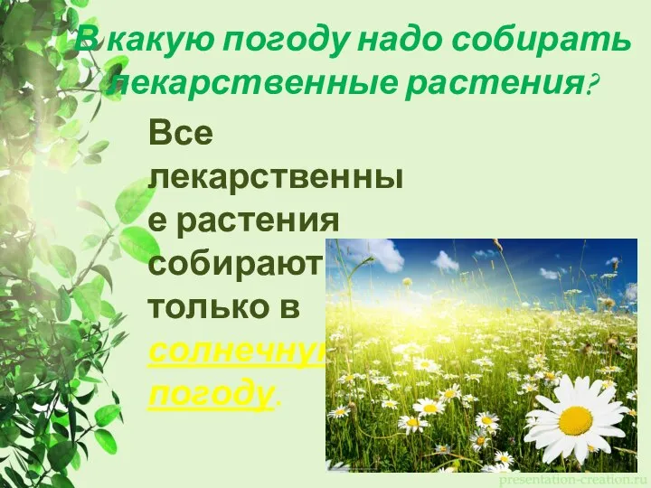 В какую погоду надо собирать лекарственные растения? Все лекарственные растения собирают только в солнечную погоду.