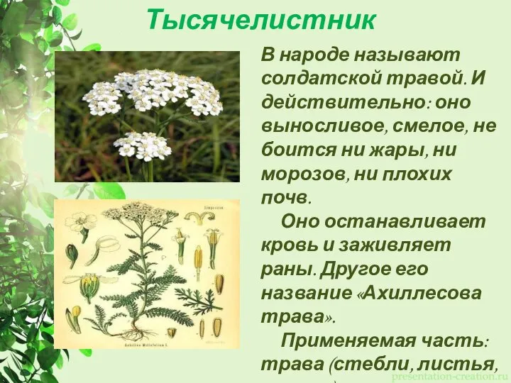 Тысячелистник В народе называют солдатской травой. И действительно: оно выносливое, смелое,