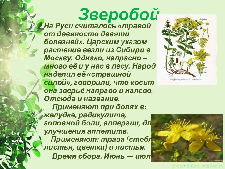 Зверобой На Руси считалось «травой от девяносто девяти болезней». Царским указом