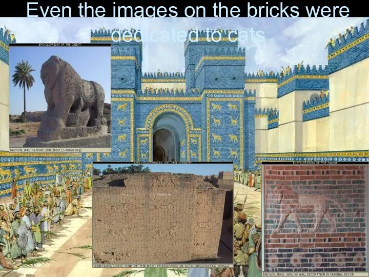 Even the images on the bricks were dedicated to cats