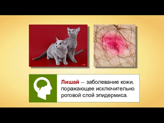 Лишай — заболевание кожи, поражающее исключительно роговой слой эпидермиса. ruskis