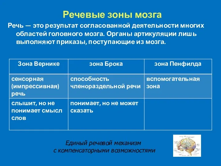 Речь — это результат согласованной деятельности многих областей головного мозга. Органы