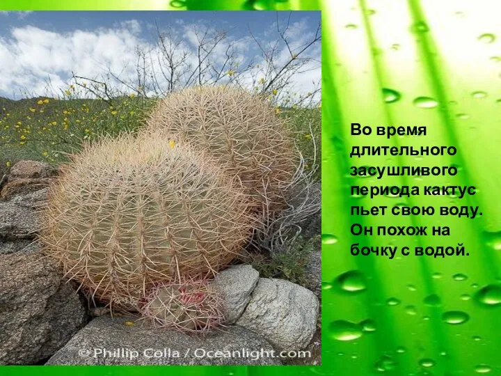 Во время длительного засушливого периода кактус пьет свою воду. Он похож на бочку с водой.