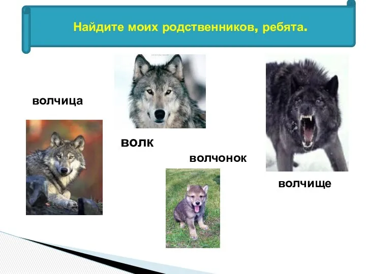 Найдите моих родственников, ребята. волк волчица волчонок волчище