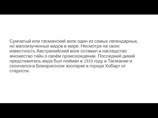 Сумчатый или тасманский волк один из самых легендарных, но малоизученных видов