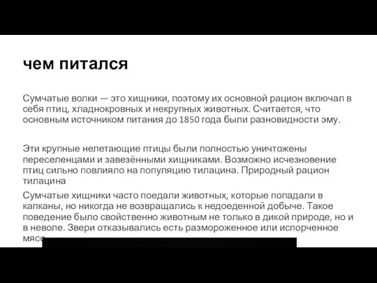 чем питался Сумчатые волки — это хищники, поэтому их основной рацион