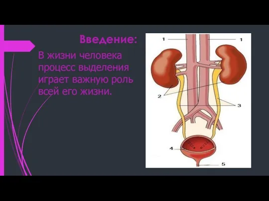 Введение: В жизни человека процесс выделения играет важную роль всей его жизни.