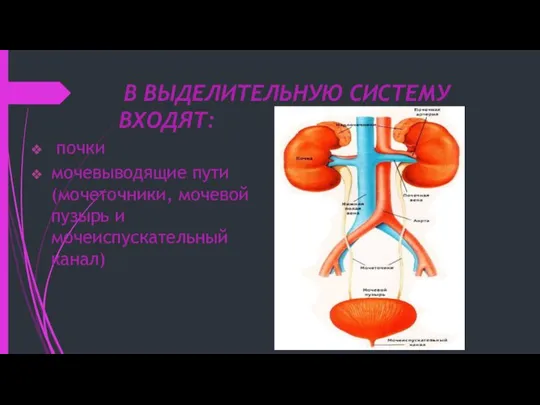 В ВЫДЕЛИТЕЛЬНУЮ СИСТЕМУ ВХОДЯТ: почки мочевыводящие пути (мочеточники, мочевой пузырь и мочеиспускательный канал)