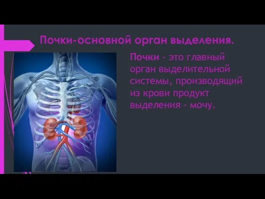 Почки-основной орган выделения. Почки - это главный орган выделительной системы, производящий