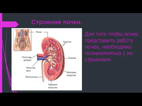 Строение почки. Для того чтобы яснее представить работу почек, необходимо познакомиться с их строением.