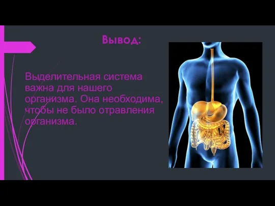 Вывод: Выделительная система важна для нашего организма. Она необходима, чтобы не было отравления организма.