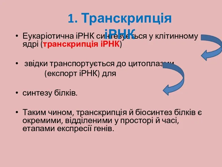 Еукаріотична іРНК синтезується у клітинному ядрі (транскрипція іРНК) звідки транспортується до