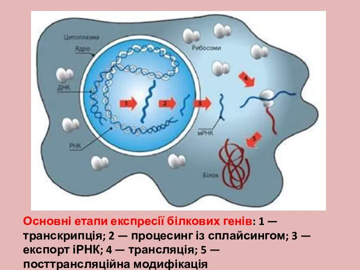 Основні етапи експресії білкових генів: 1 — транскрипція; 2 — процесинг