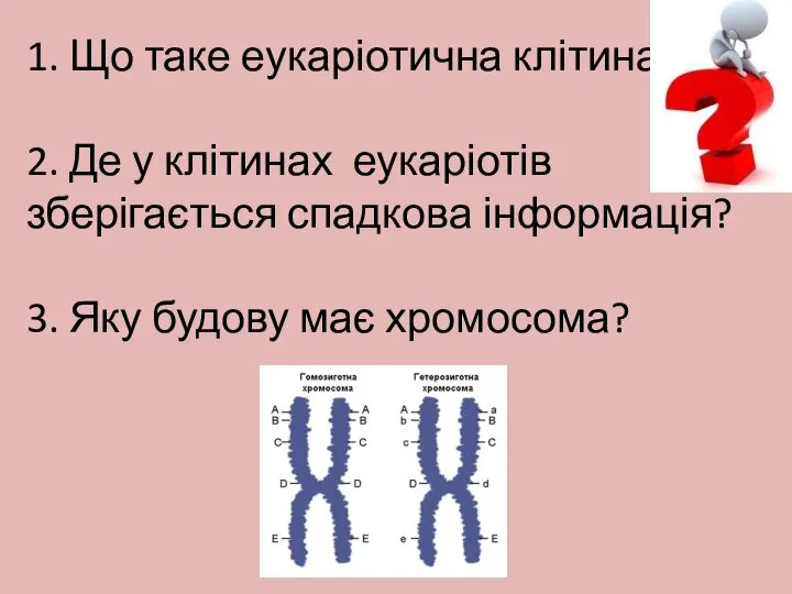 1. Що таке еукаріотична клітина? 2. Де у клітинах еукаріотів зберігається