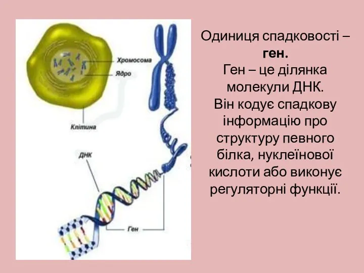 Одиниця спадковості – ген. Ген – це ділянка молекули ДНК. Він