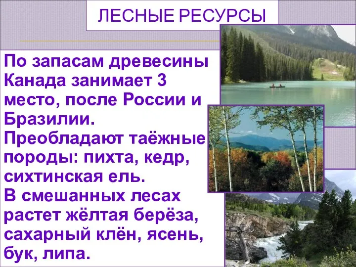 По запасам древесины Канада занимает 3 место, после России и Бразилии.