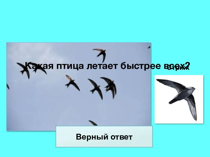 Какая птица летает быстрее всех? Стриж Верный ответ