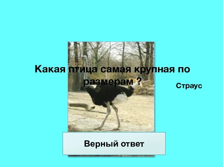 Какая птица самая крупная по размерам ? Страус Верный ответ