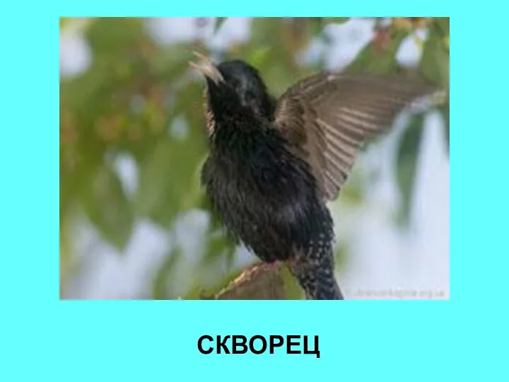 СКВОРЕЦ СКВОРЕЦ