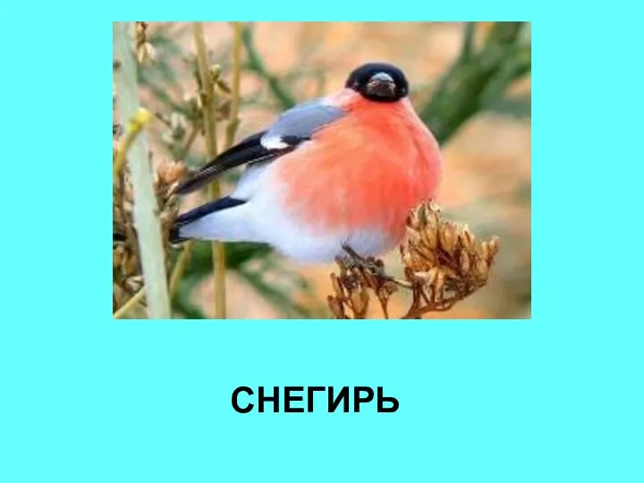 СНЕГИРЬ