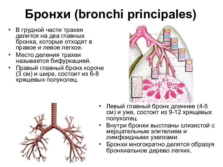 Бронхи (bronchi principales) В грудной части трахея делится на два главных