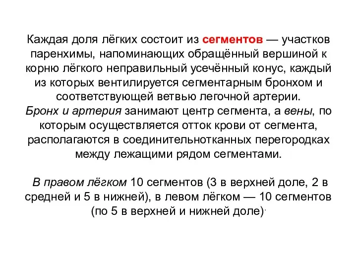 Каждая доля лёгких состоит из сегментов — участков паренхимы, напоминающих обращённый