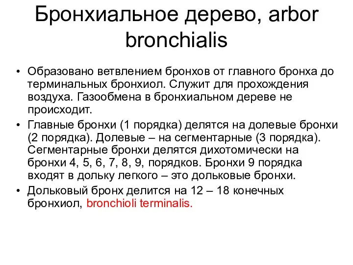 Бронхиальное дерево, arbor bronchialis Образовано ветвлением бронхов от главного бронха до