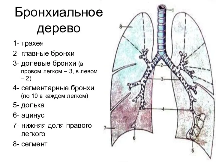 Бронхиальное дерево 1- трахея 2- главные бронхи 3- долевые бронхи (в