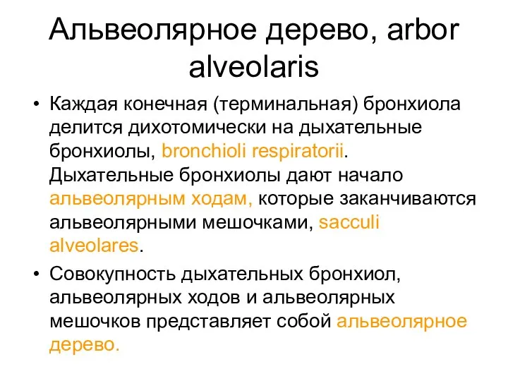 Альвеолярное дерево, arbor alveolaris Каждая конечная (терминальная) бронхиола делится дихотомически на