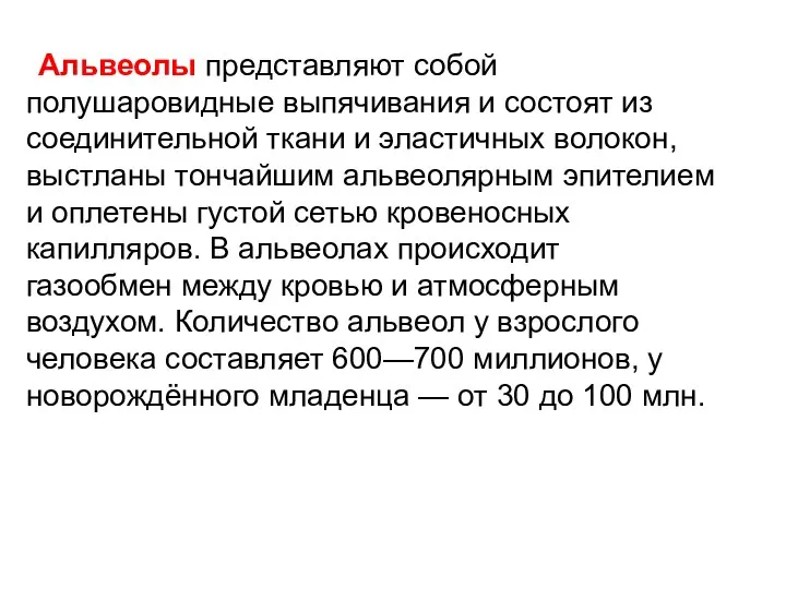 Альвеолы представляют собой полушаровидные выпячивания и состоят из соединительной ткани и