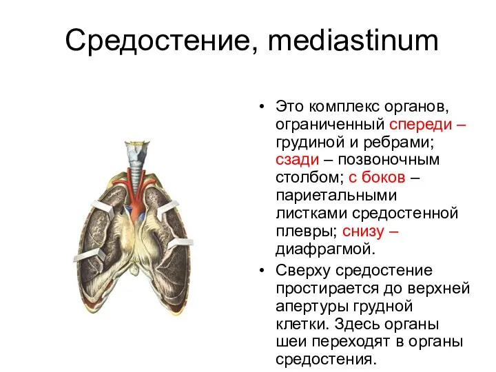 Средостение, mediastinum Это комплекс органов, ограниченный спереди – грудиной и ребрами;