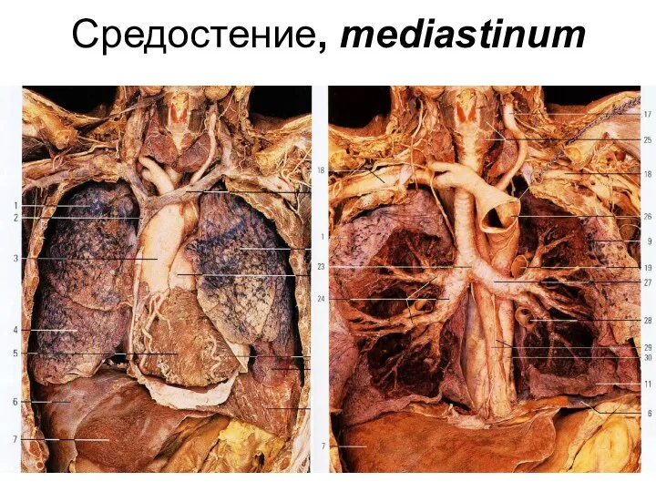 Средостение, mediastinum
