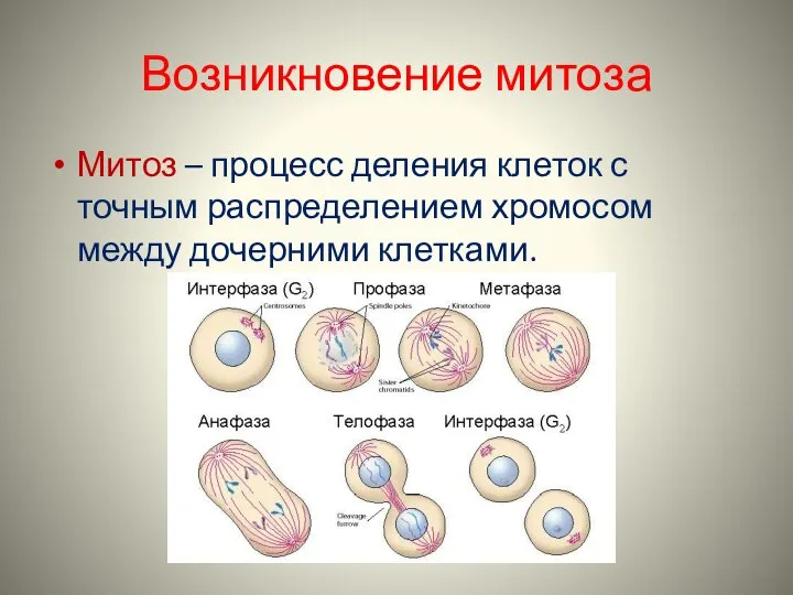 Возникновение митоза Митоз – процесс деления клеток с точным распределением хромосом между дочерними клетками.