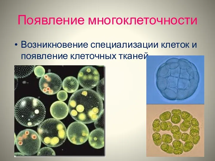 Появление многоклеточности Возникновение специализации клеток и появление клеточных тканей.