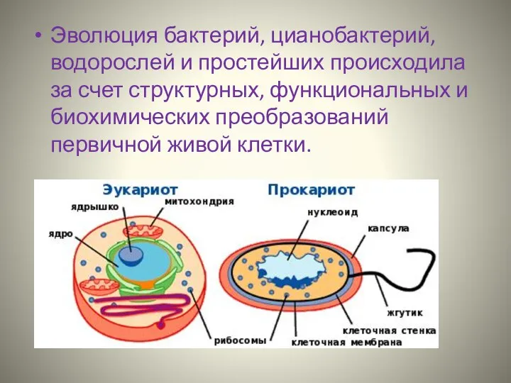Эволюция бактерий, цианобактерий, водорослей и простейших происходила за счет структурных, функциональных