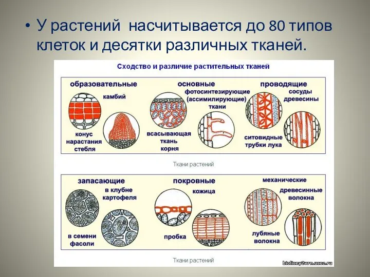 У растений насчитывается до 80 типов клеток и десятки различных тканей.