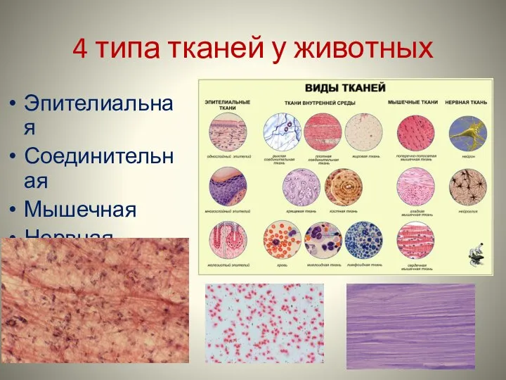 4 типа тканей у животных Эпителиальная Соединительная Мышечная Нервная