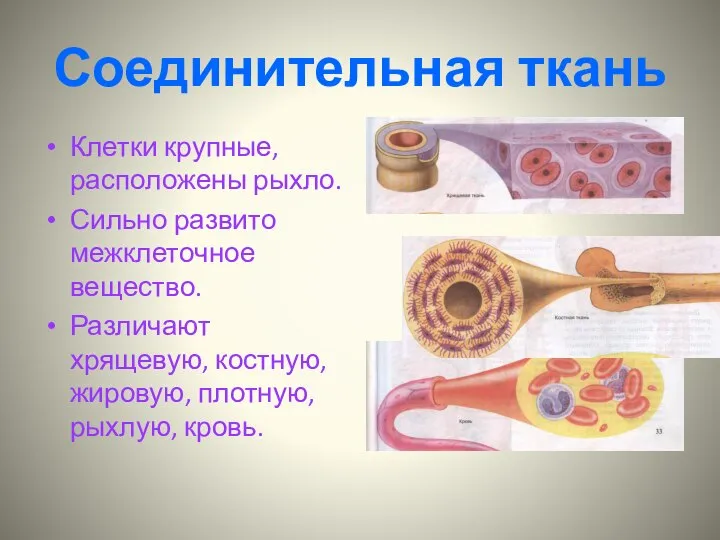 Соединительная ткань Клетки крупные, расположены рыхло. Сильно развито межклеточное вещество. Различают