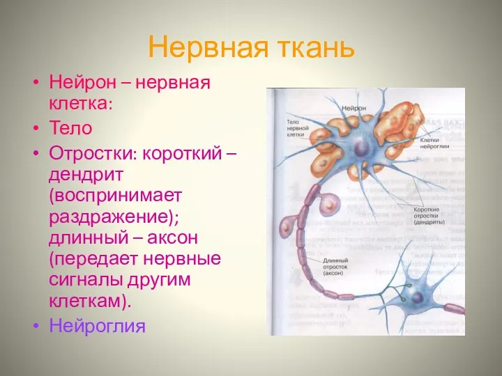 Нервная ткань Нейрон – нервная клетка: Тело Отростки: короткий – дендрит