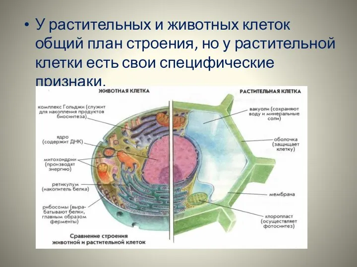 У растительных и животных клеток общий план строения, но у растительной клетки есть свои специфические признаки.