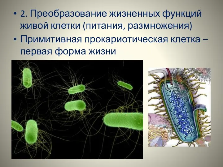 2. Преобразование жизненных функций живой клетки (питания, размножения) Примитивная прокариотическая клетка – первая форма жизни