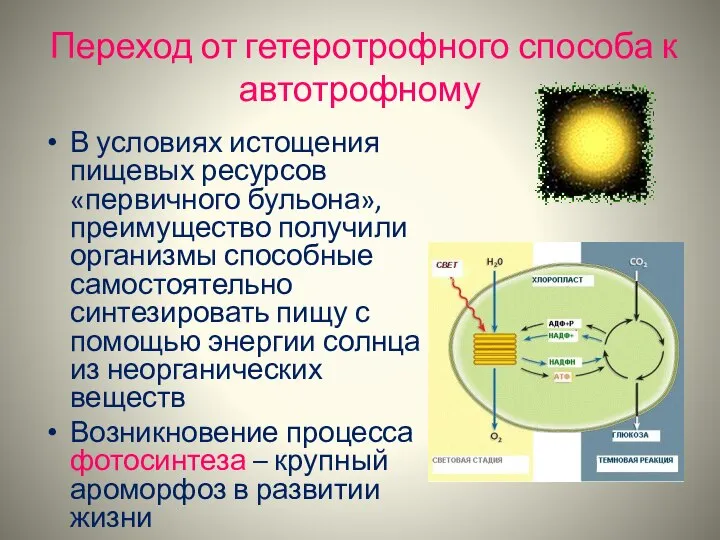 Переход от гетеротрофного способа к автотрофному В условиях истощения пищевых ресурсов