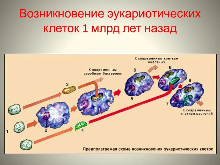 Возникновение эукариотических клеток 1 млрд лет назад