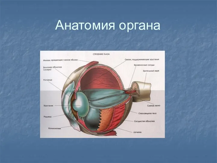 Анатомия органа