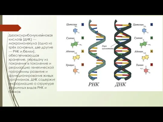 Дезоксирибонуклеи́новая кислота́ (ДНК) — макромолекула (одна из трёх основных, две другие