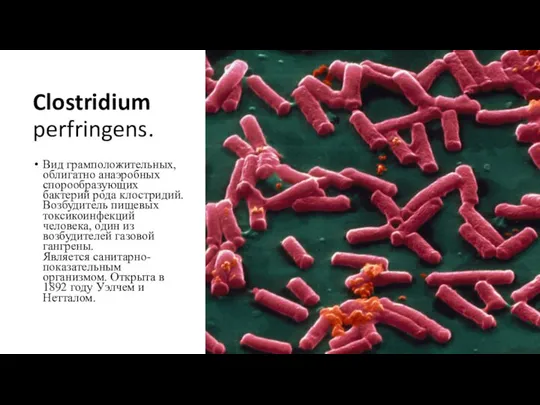 Clostridium perfringens. Вид грамположительных, облигатно анаэробных спорообразующих бактерий рода клостридий. Возбудитель