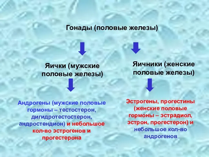 Гонады (половые железы) Яички (мужские половые железы) Яичники (женские половые железы)