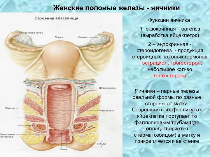 Женские половые железы - яичники Функции яичника: 1- экзокринная – оогенез
