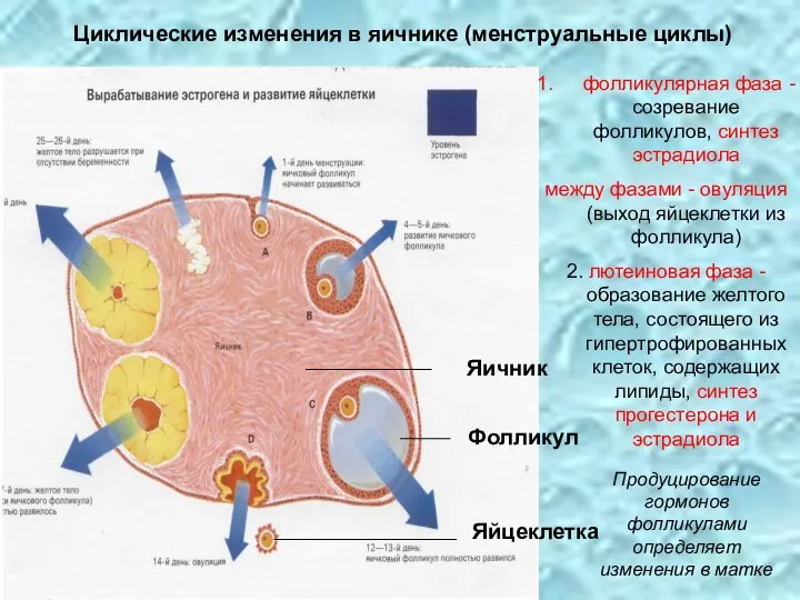 Циклические изменения в яичнике (менструальные циклы) Яичник Фолликул Яйцеклетка фолликулярная фаза